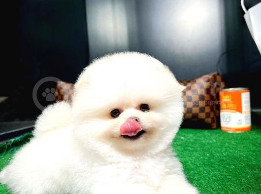 Ayı Surat Pomeranian Boo Yavrularımız görsel