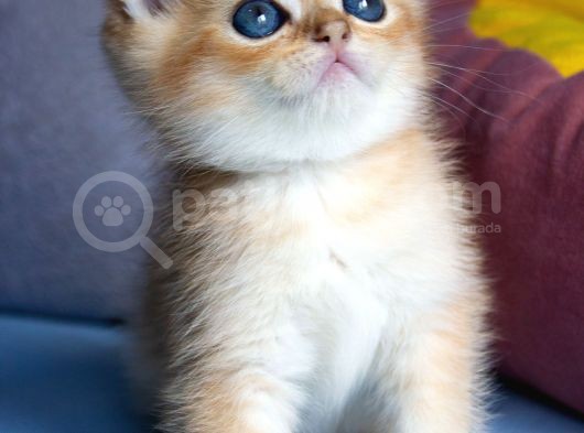 British Golden Ny12 Short Hair Yavrularimiz görsel