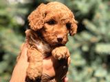 Red Brown Dişi Toy Poodle