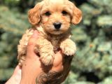 Babyface Maltıpoo