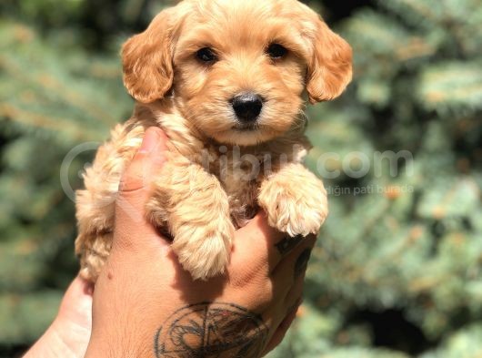 Babyface Maltıpoo görsel