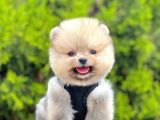 Ayıcık Surat Boo Pomeranian Yavrular