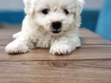 Maltese Terrier Yavrular