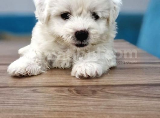 Maltese Terrier Yavrular görsel