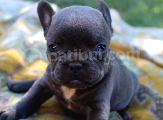 Blue French Bulldog Yavrular görsel