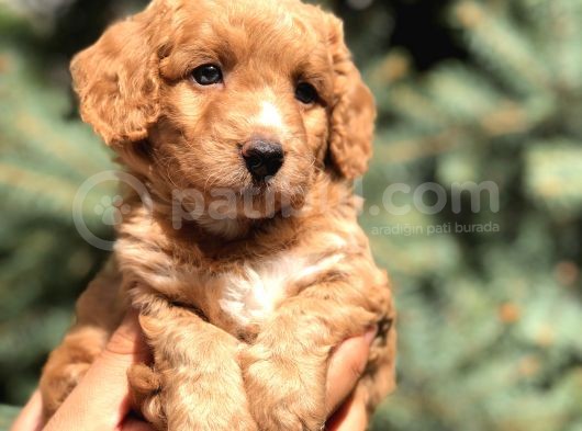 Poodle Görselinde Maltıpoo görsel