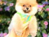 Orange Di̇şi̇ Pomerani̇an Boo
