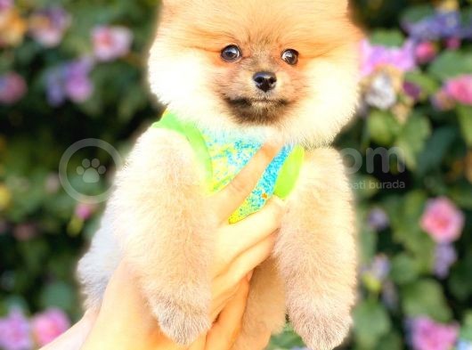 Orange Di̇şi̇ Pomerani̇an Boo