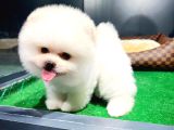 Ayı Surat Pomeranian Boo Yavrularımız