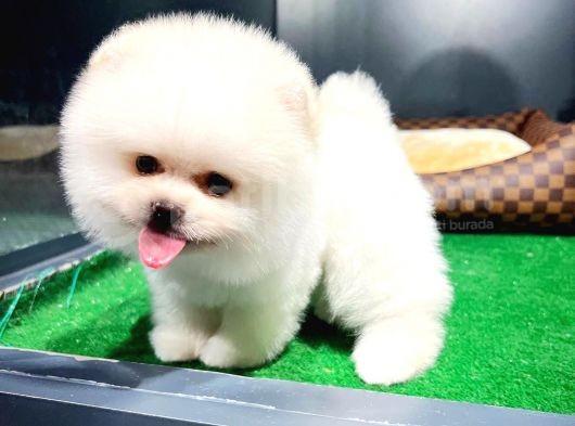 Ayı Surat Pomeranian Boo Yavrularımız görsel