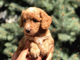 Poodle Görselinde Maltıpoo