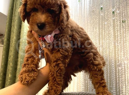 Oyuncak Peluş Tadında Toypoodle Bebeklerimiz görsel