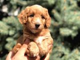 Poodle Görselinde Maltıpoo
