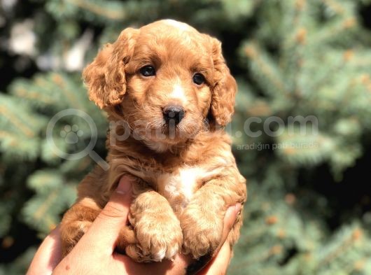 Poodle Görselinde Maltıpoo görsel