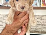 Kahve Beyaz Maltipoo Yavrular