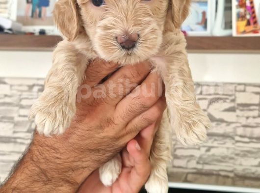 Kahve Beyaz Maltipoo Yavrular