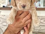 Kahve Beyaz Maltipoo Yavrular