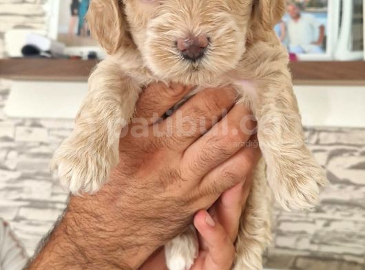 Kahve Beyaz Maltipoo Yavrular görsel