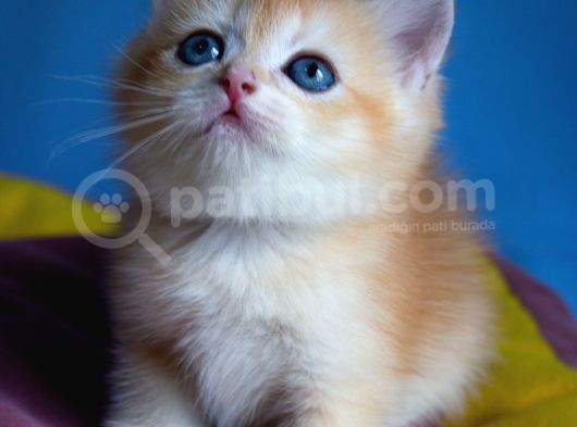 British Golden Ny12 Short Hair Yavrularimiz