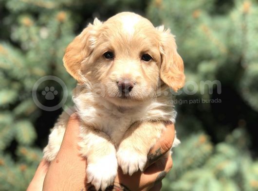 Latte Renk Maltıpoo görsel