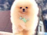Üst Kalite Pomeranian Boo