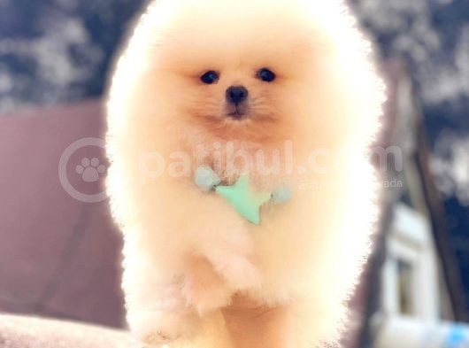 Üst Kalite Pomeranian Boo görsel
