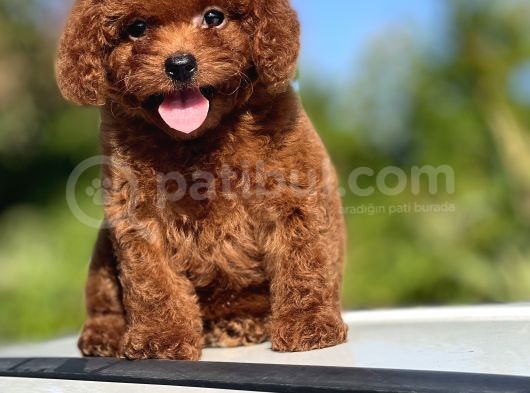 Bebek Surat Toy Poodle Yavrular görsel