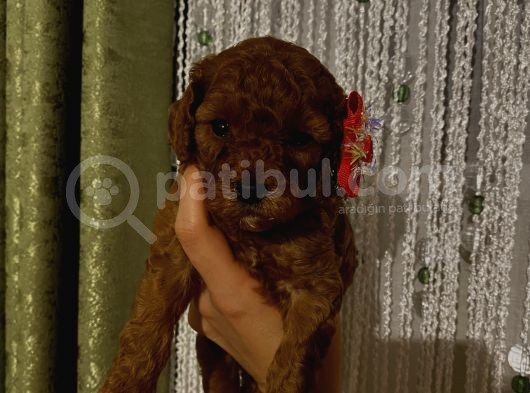 Aşılı,Pasaportlu Ev Ortamında Toypoodle Bebeklerimiz görsel