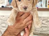 Kahve Beyaz Maltipoo Yavrular