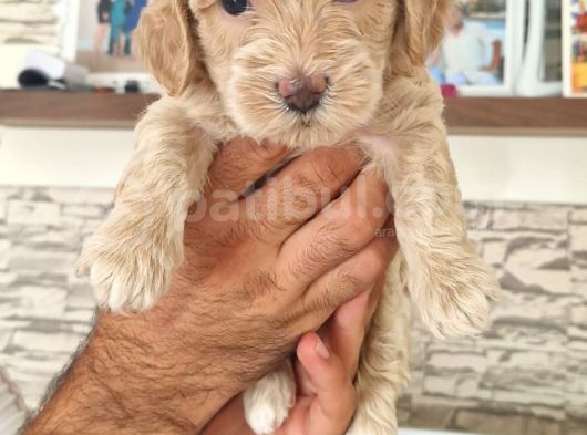 Kahve Beyaz Maltipoo Yavrular görsel