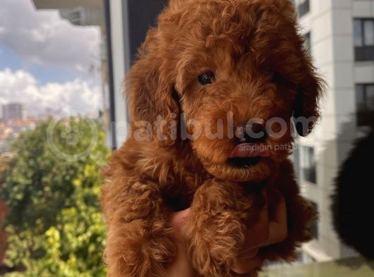 Karamelll.toypoodle ‘In Bebekleri görsel