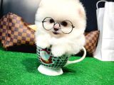 Ayı Surat Pomeranian Boo Yavrularımız