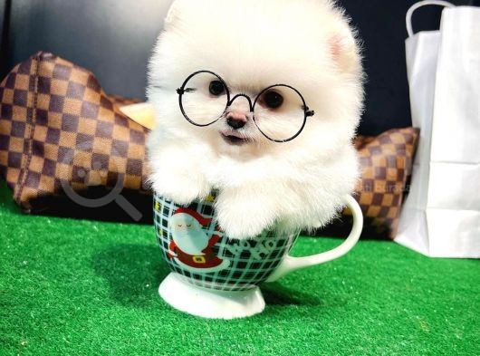 Ayı Surat Pomeranian Boo Yavrularımız