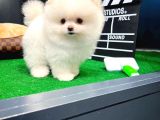 Ayı Surat Pomeranian Boo Yavrularımız