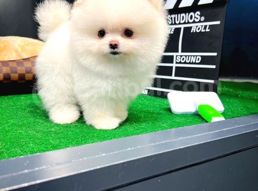 Ayı Surat Pomeranian Boo Yavrularımız görsel