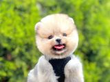 Ayıcık Surat Boo Pomeranian Yavrular