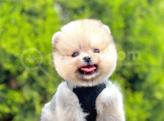 Ayıcık Surat Boo Pomeranian Yavrular