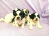 Shih Tzu Yavrular