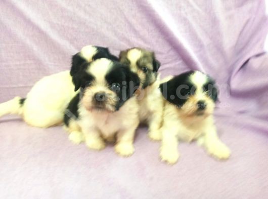 Shih Tzu Yavrular görsel
