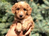 Poodle Görselinde Maltıpoo