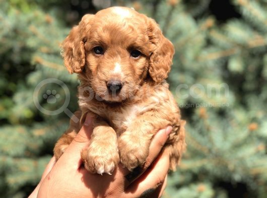 Poodle Görselinde Maltıpoo görsel