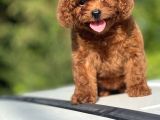 Bebek Surat Toy Poodle Yavrular