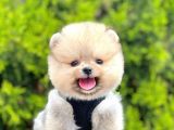 Ayıcık Surat Boo Pomeranian Yavrular