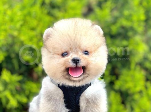 Ayıcık Surat Boo Pomeranian Yavrular görsel