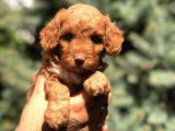 Red Brown Dişi Toy Poodle