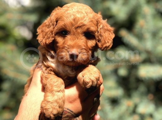 Red Brown Dişi Toy Poodle