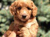 Poodle Görselinde Maltıpoo