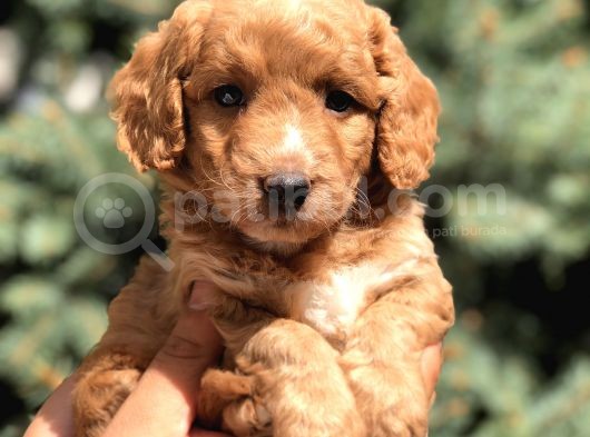 Poodle Görselinde Maltıpoo görsel