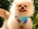 Gülen Yüz Pomerani̇an Boo