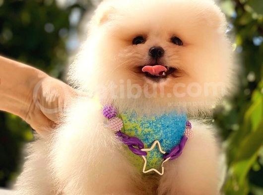 Gülen Yüz Pomerani̇an Boo görsel